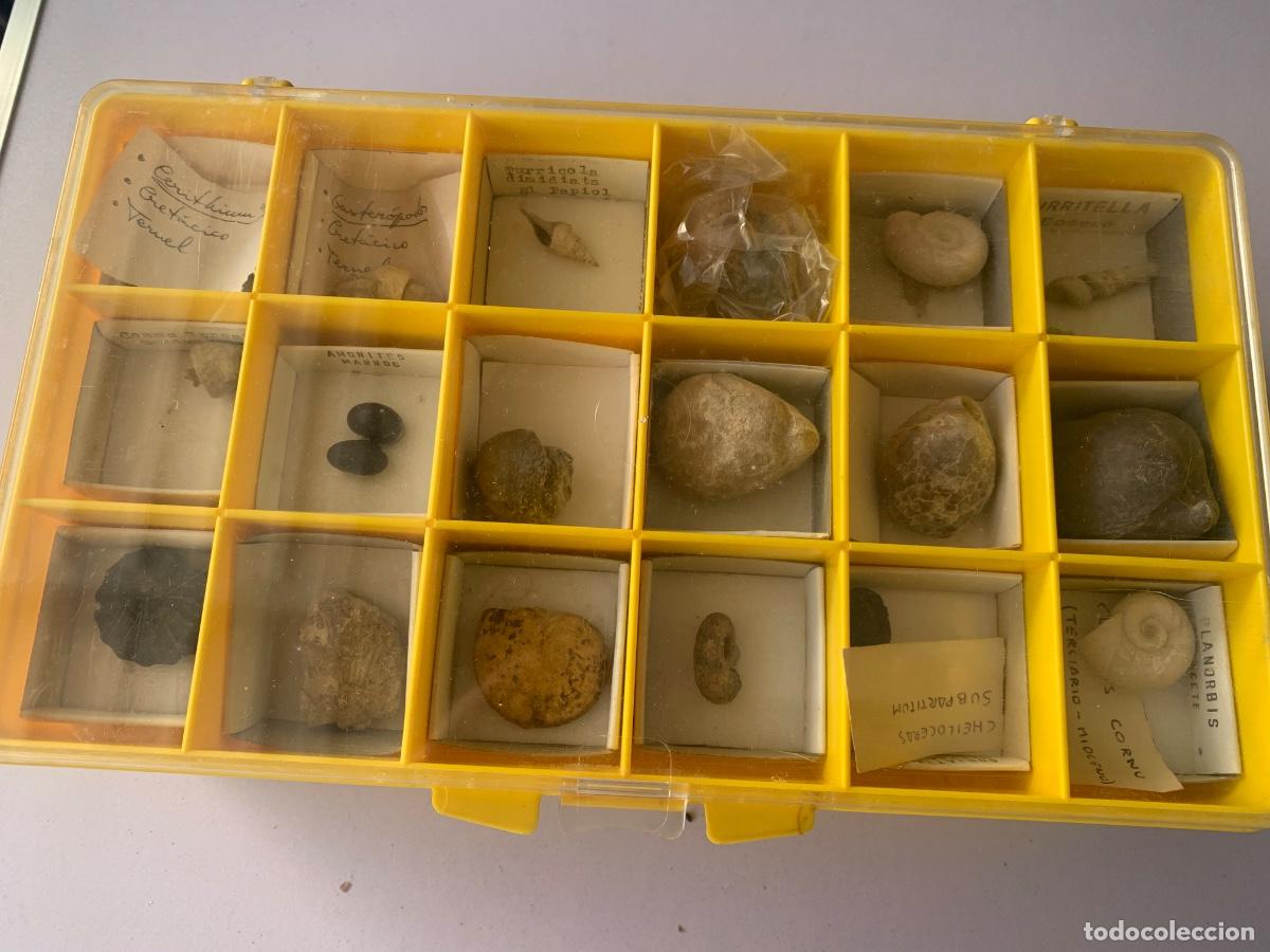 Coleccionismo: Lote de conchas, f&oacute;siles, caracolas - Foto 3