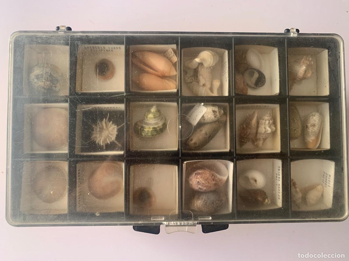Coleccionismo: Lote de conchas, f&oacute;siles, caracolas - Foto 4