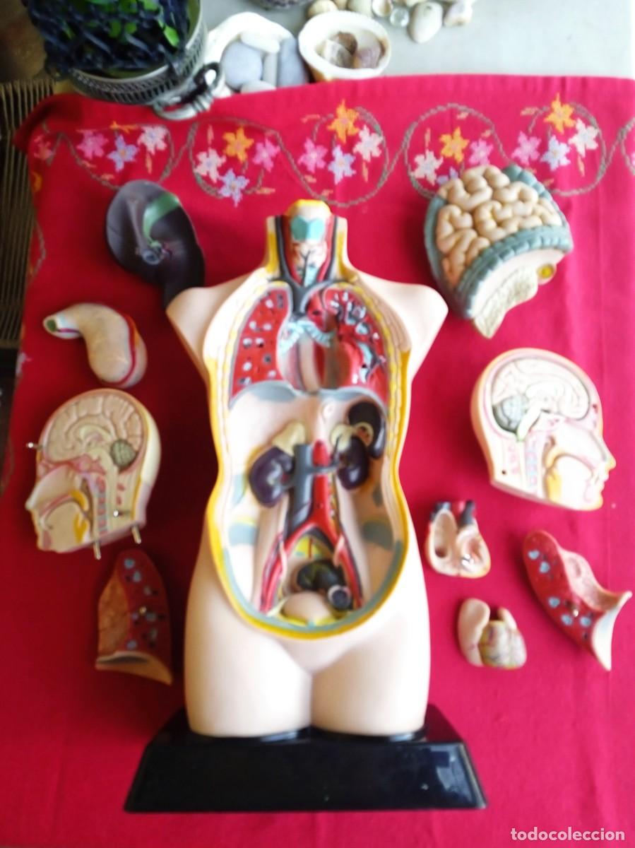 Collecting: Figura Modelo anatómico de estudio de medicina completo