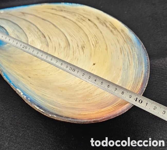 Coleccionismo: Fuente con forma de mejill&oacute;n - Foto 2