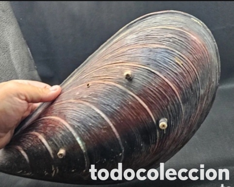 Coleccionismo: Fuente con forma de mejill&oacute;n - Foto 3