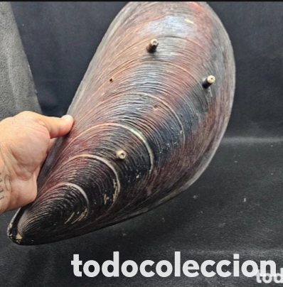 Coleccionismo: Fuente con forma de mejill&oacute;n - Foto 6