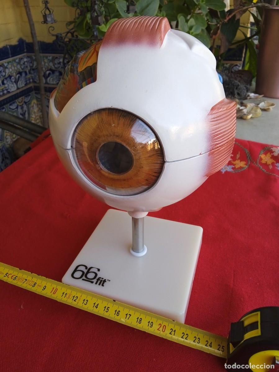 Coleccionismo: Modelo anat&oacute;mico de Ojo - Foto 1