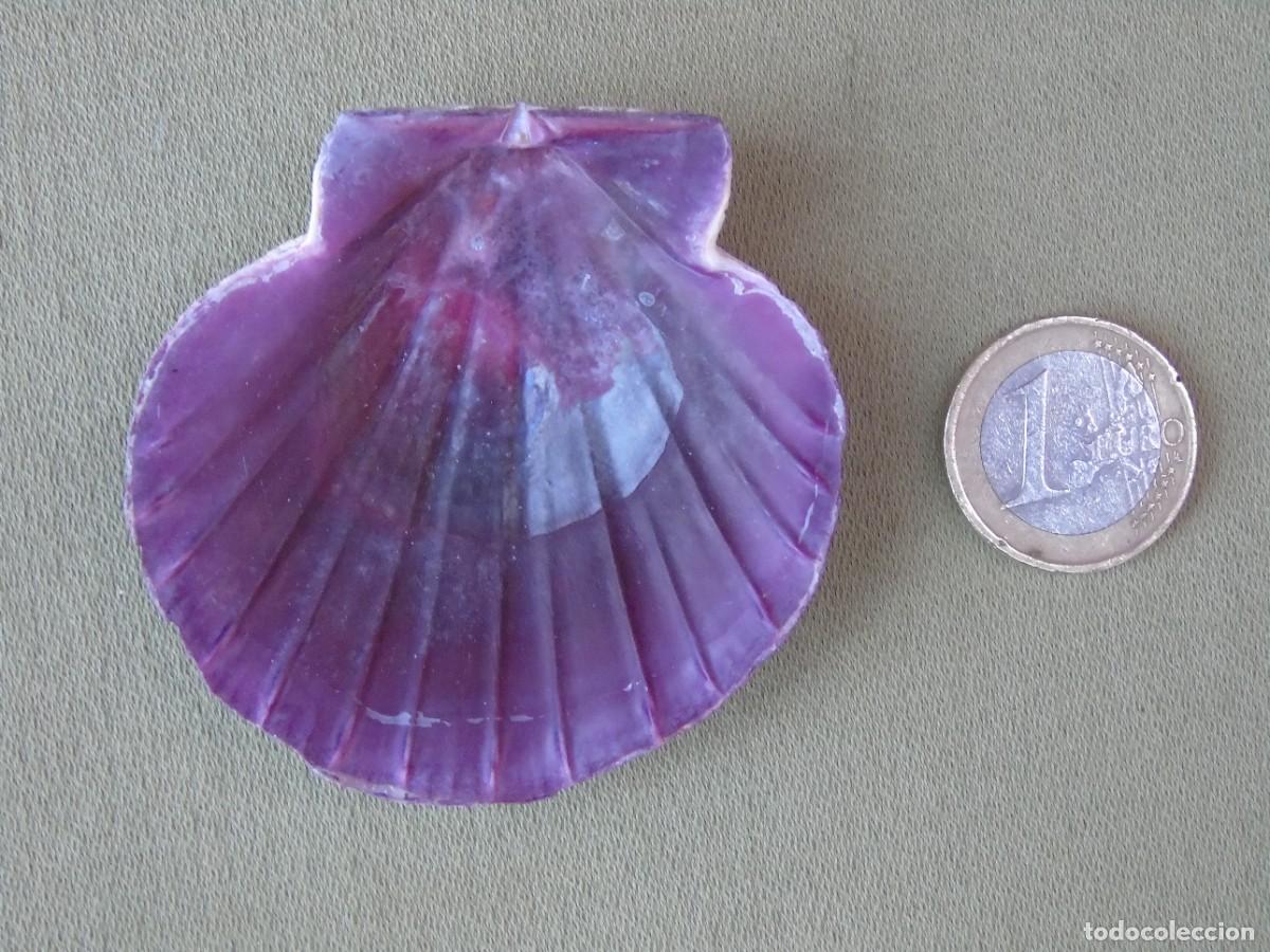 Coleccionismo: CONCHA DE MOLUSCO MORADA. - Foto 1