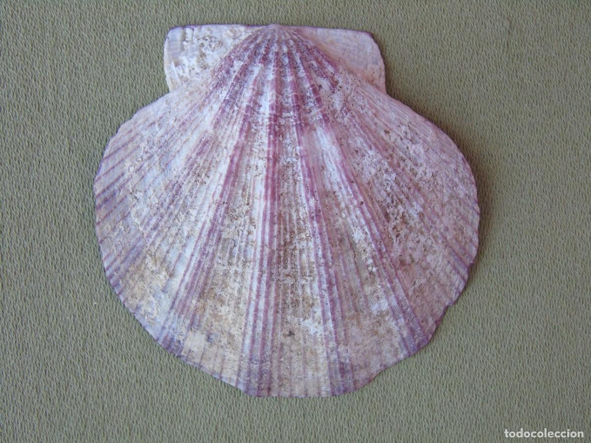 Coleccionismo: CONCHA DE MOLUSCO MORADA. - Foto 2
