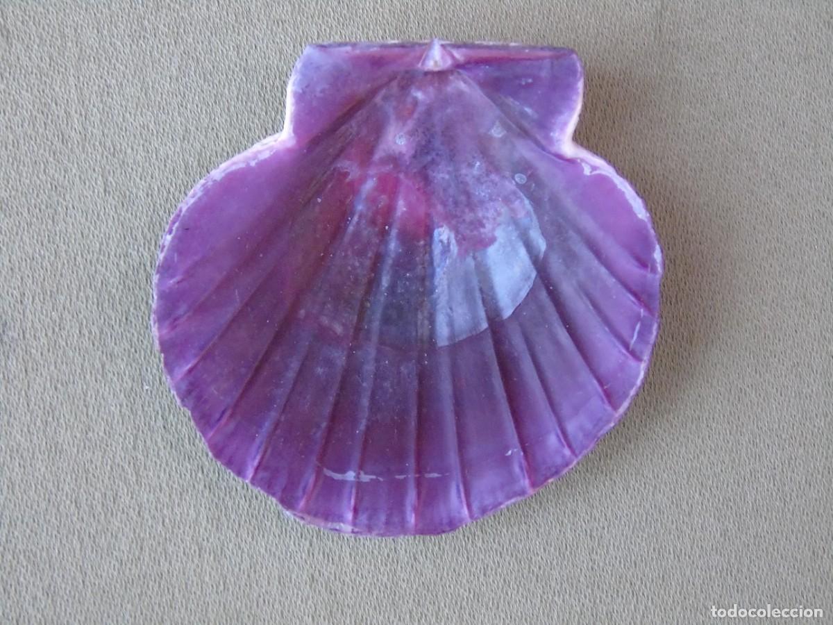 Coleccionismo: CONCHA DE MOLUSCO MORADA. - Foto 3