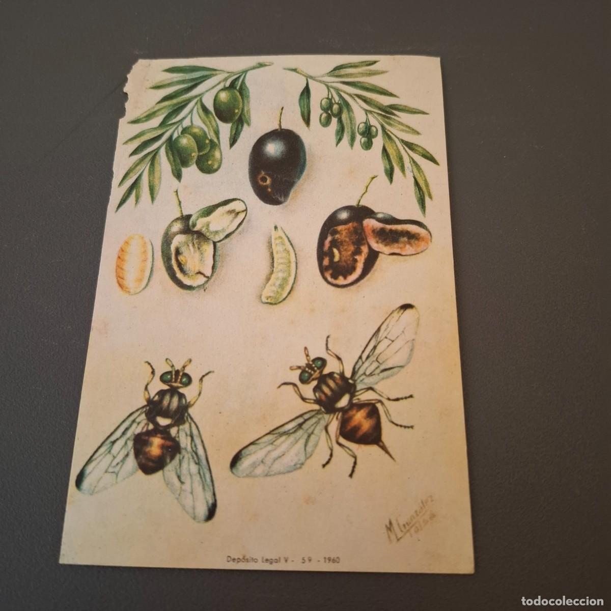 Coleccionismo: L&aacute;mina - El gusano o mosca de la aceituna - 1960
