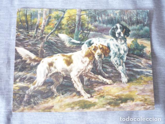 Collectionnisme: PERROS DE CAZA LAMINA CROMOLITOGRAFICA A&Ntilde;OS 30 PARA PUBLICIDAD 20 X 15 CM