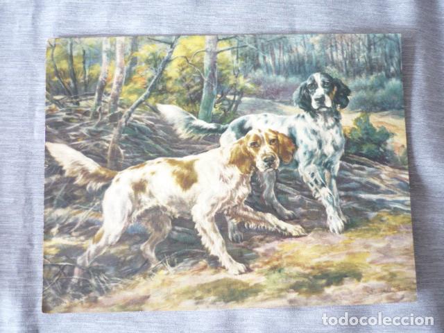 Collectionnisme: PERROS DE CAZA LAMINA CROMOLITOGRAFICA A&Ntilde;OS 30 PARA PUBLICIDAD 20 X 15 CM