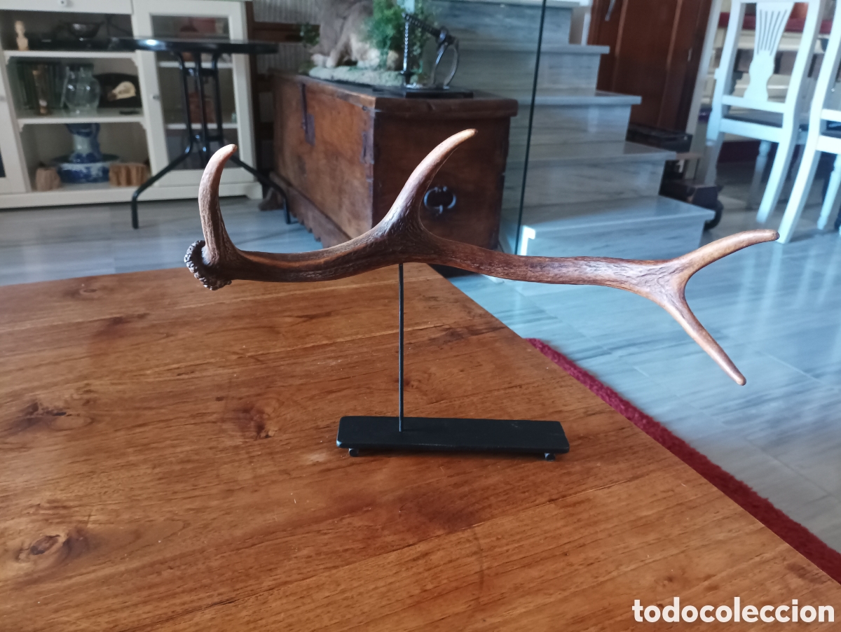 Coleccionismo: Cuerna de ciervo sobre soporte de hierro - Foto 1