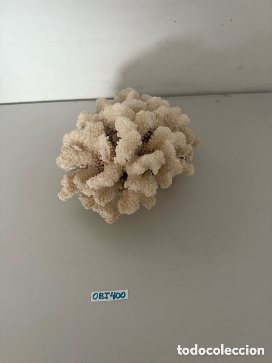 Coleccionismo: &Aacute;rbol de coral blanco - Foto 2