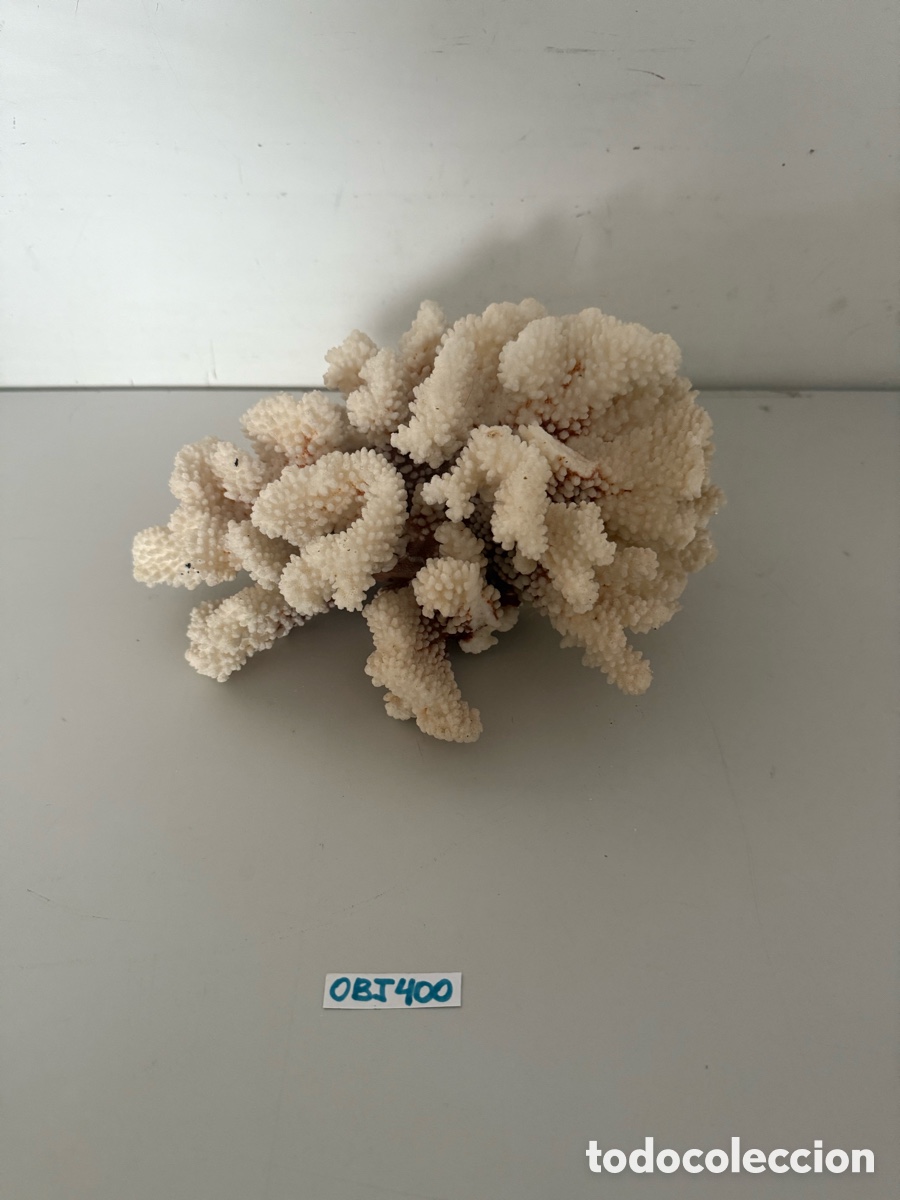 Coleccionismo: &Aacute;rbol de coral blanco - Foto 3