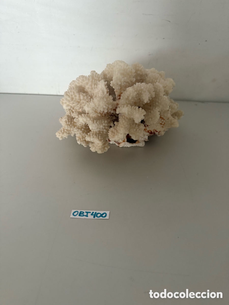 Coleccionismo: &Aacute;rbol de coral blanco - Foto 1