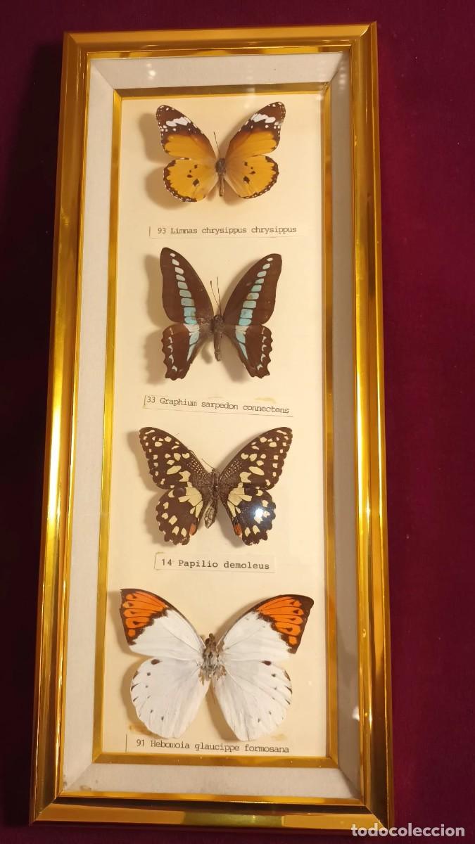 Coleccionismo: CUATRO ESPEC&Iacute;MENES DE MARIPOSAS DISECADAS. - Foto 1