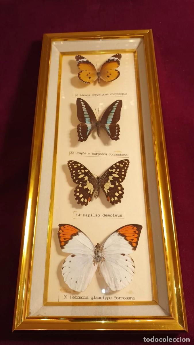 Coleccionismo: CUATRO ESPEC&Iacute;MENES DE MARIPOSAS DISECADAS. - Foto 2