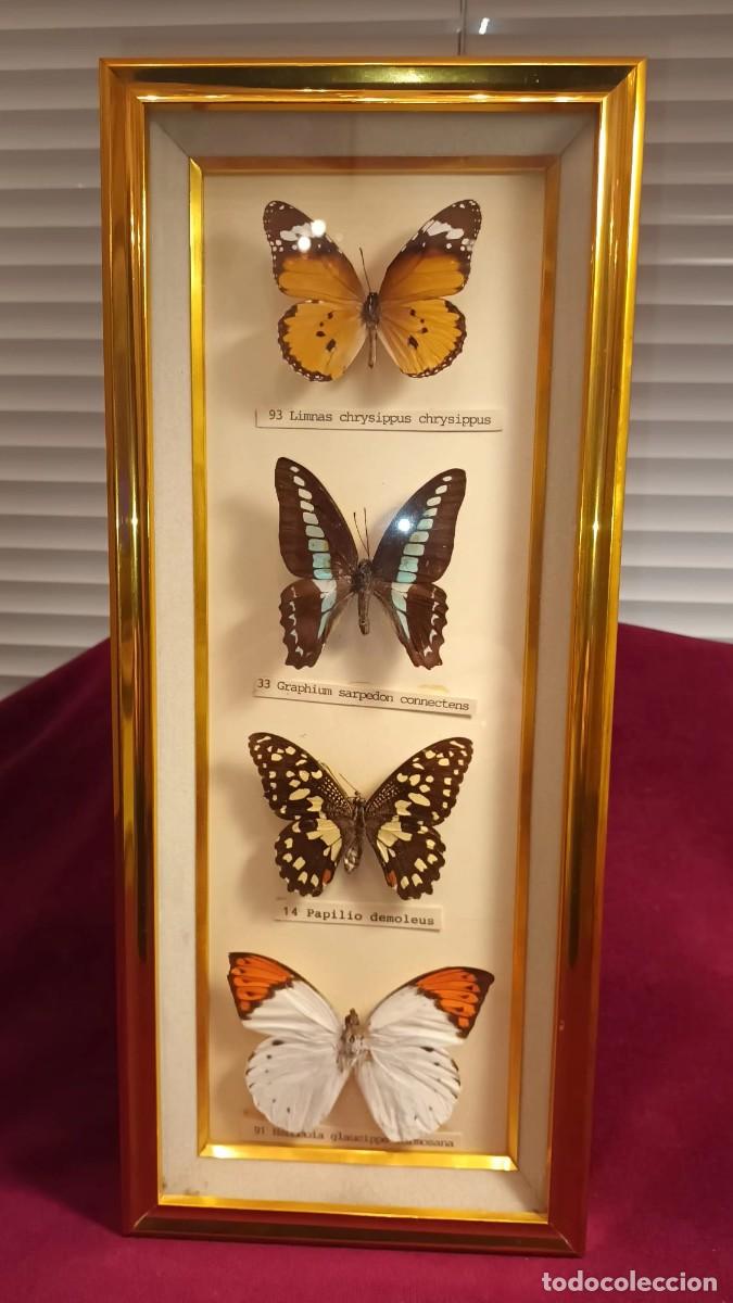 Coleccionismo: CUATRO ESPEC&Iacute;MENES DE MARIPOSAS DISECADAS. - Foto 3