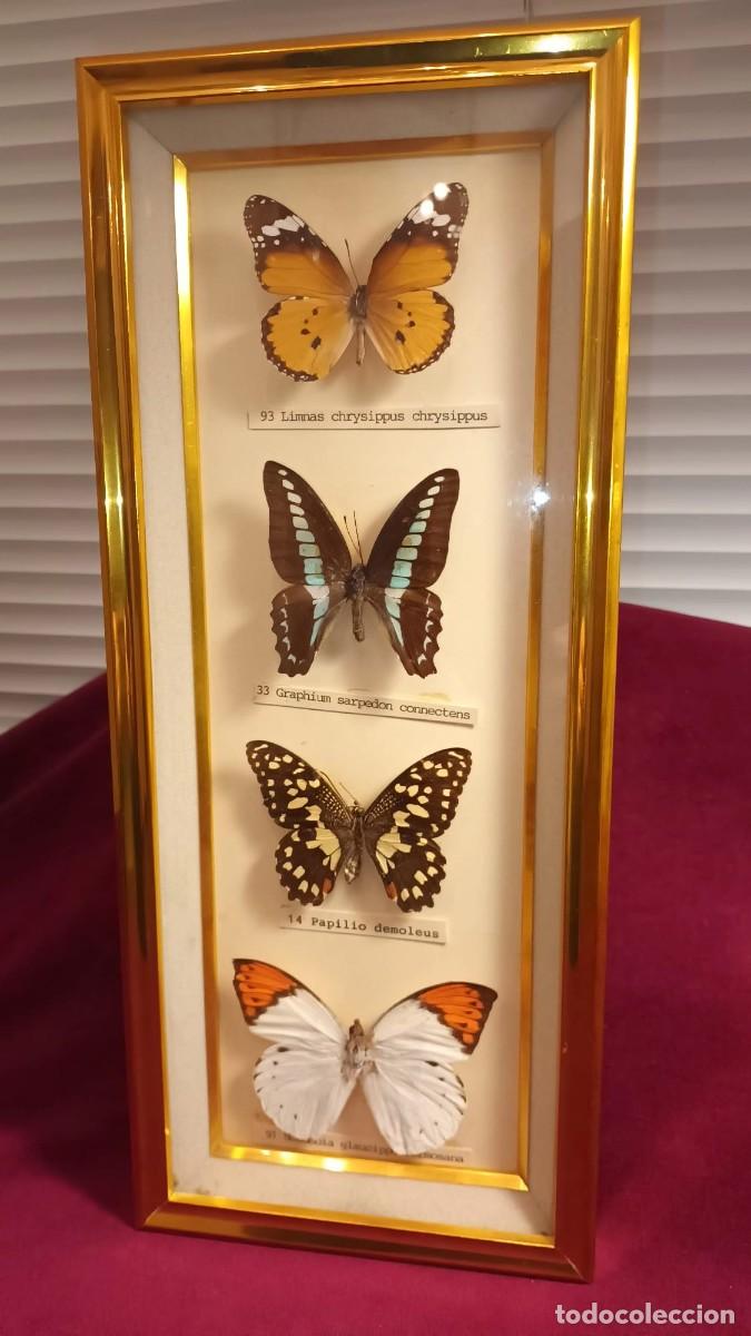 Coleccionismo: CUATRO ESPEC&Iacute;MENES DE MARIPOSAS DISECADAS. - Foto 4