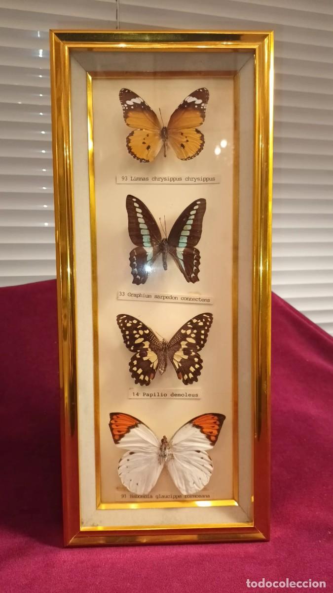 Coleccionismo: CUATRO ESPEC&Iacute;MENES DE MARIPOSAS DISECADAS. - Foto 5