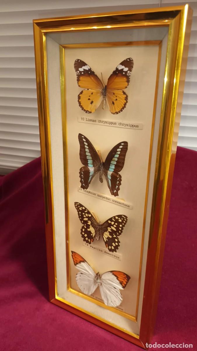 Coleccionismo: CUATRO ESPEC&Iacute;MENES DE MARIPOSAS DISECADAS. - Foto 6