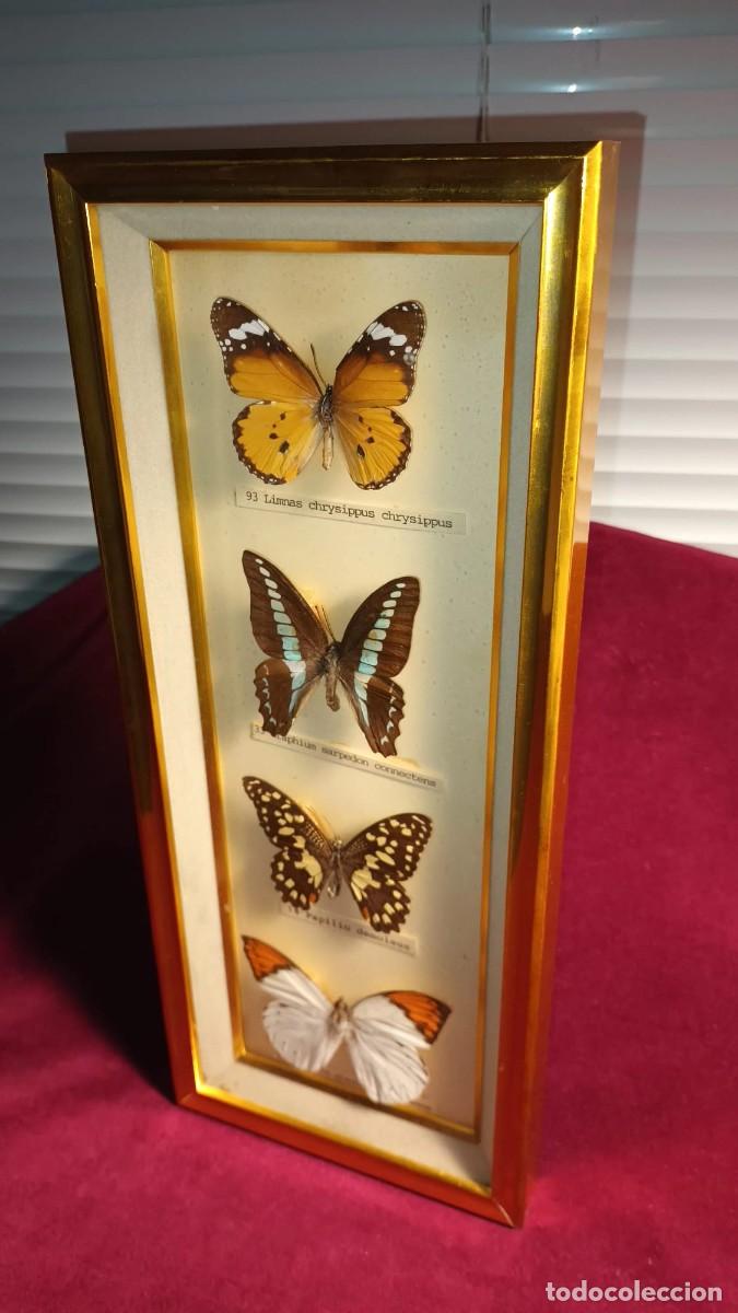 Coleccionismo: CUATRO ESPEC&Iacute;MENES DE MARIPOSAS DISECADAS. - Foto 7