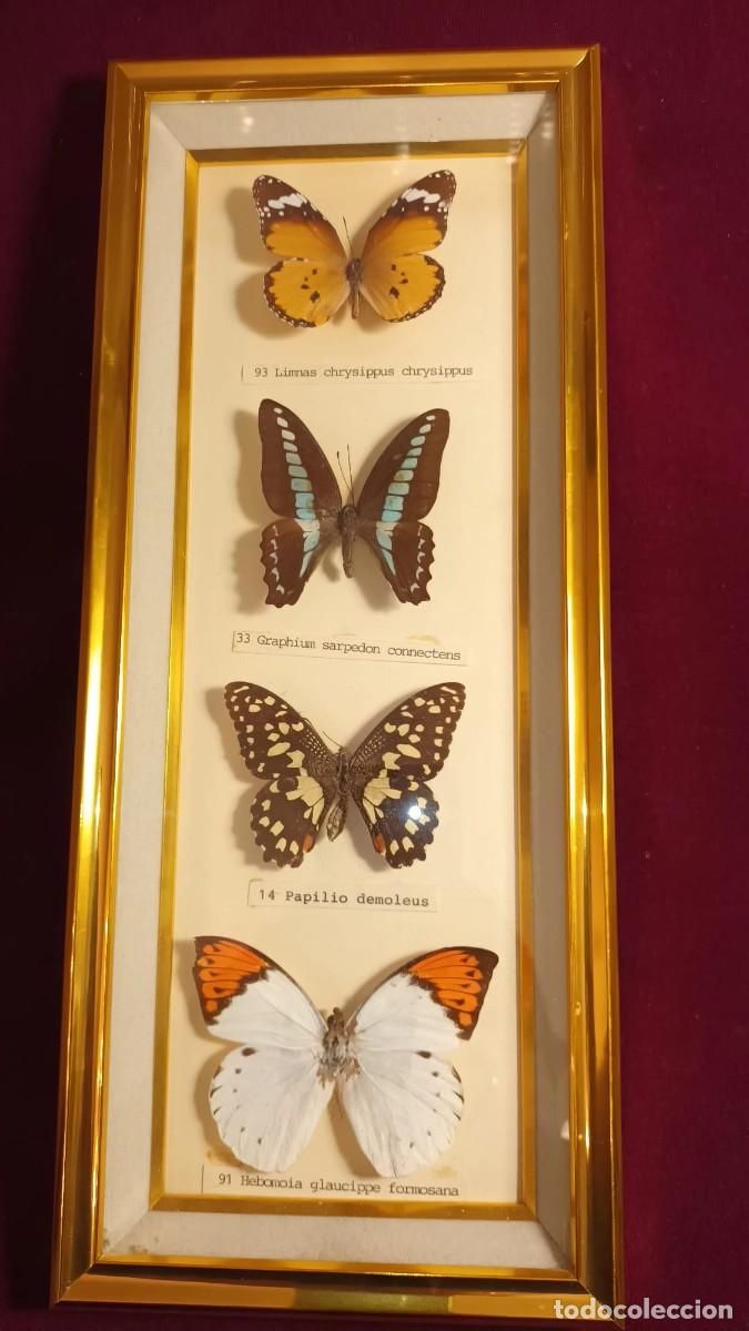 Coleccionismo: CUATRO ESPEC&Iacute;MENES DE MARIPOSAS DISECADAS. - Foto 8