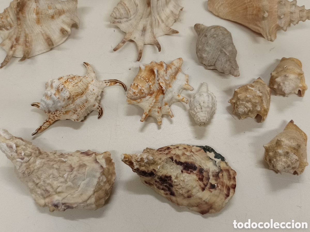 Coleccionismo: Colecci&oacute;n de conchas ex&oacute;ticas - Foto 5