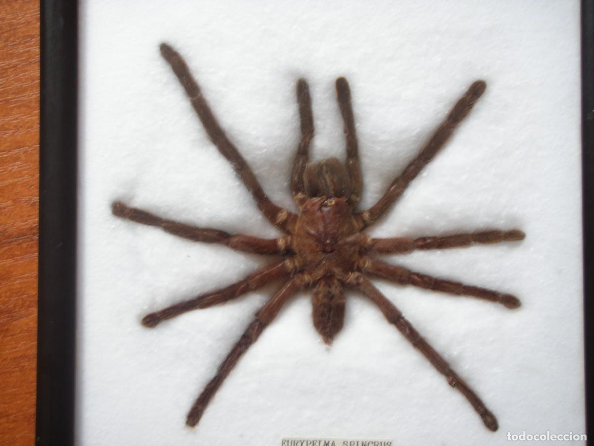 Coleccionismo: TAR&Aacute;NTULA DISECADA ENMARCADA TAILANDIA - Foto 3