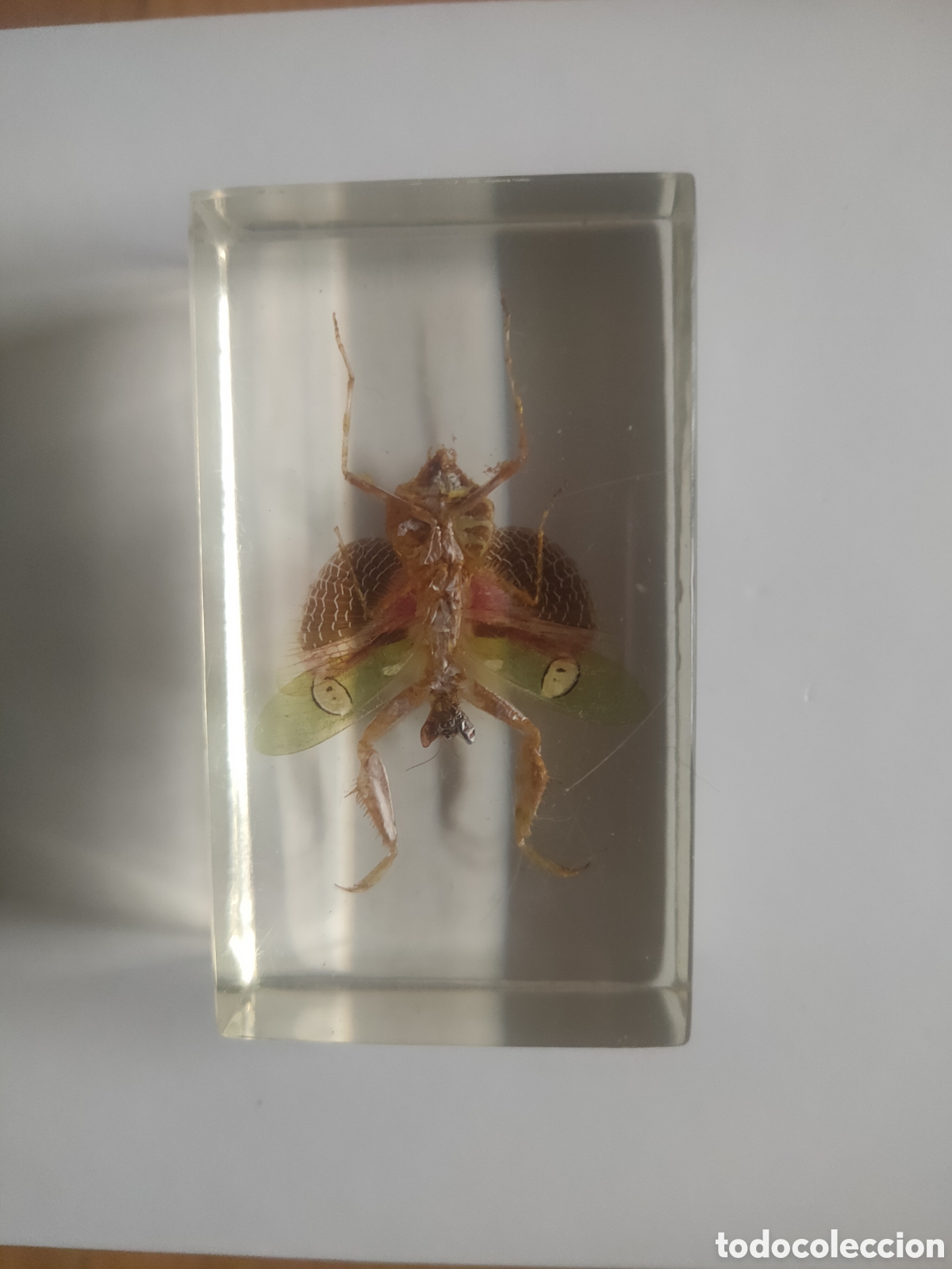 Coleccionismo: Mantis de las flores metacrilato +fasc&iacute;culo