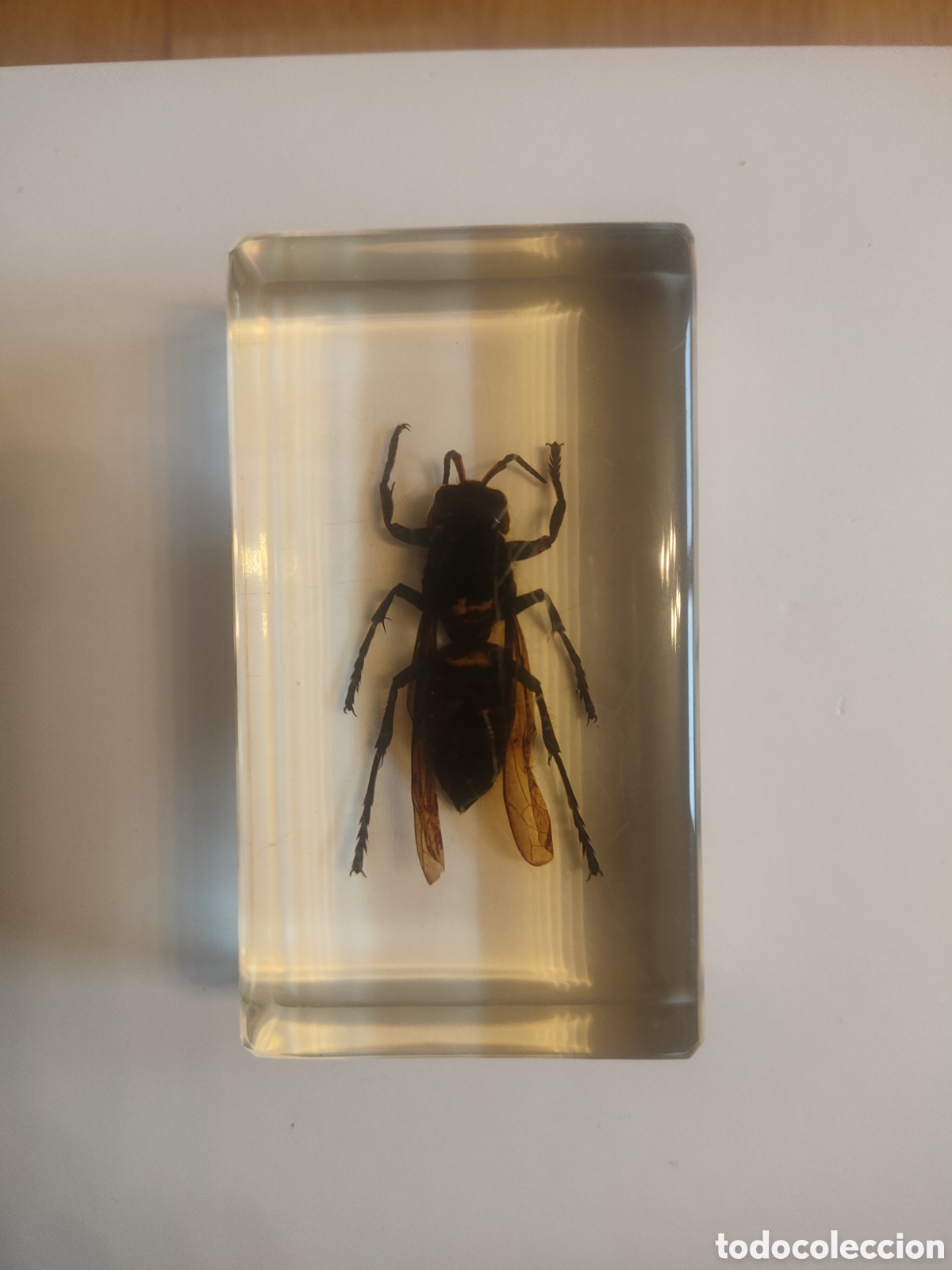 Coleccionismo: Avispa gigante metacrilato +fasc&iacute;culo