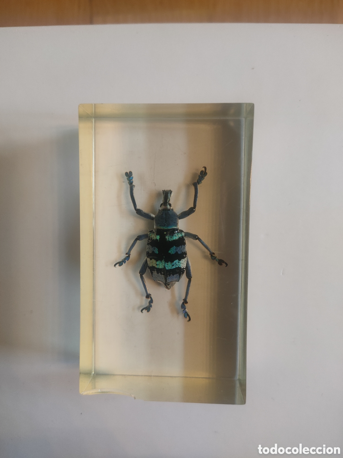 Coleccionismo: Gorgojo azul metacrilato +fasc&iacute;culo