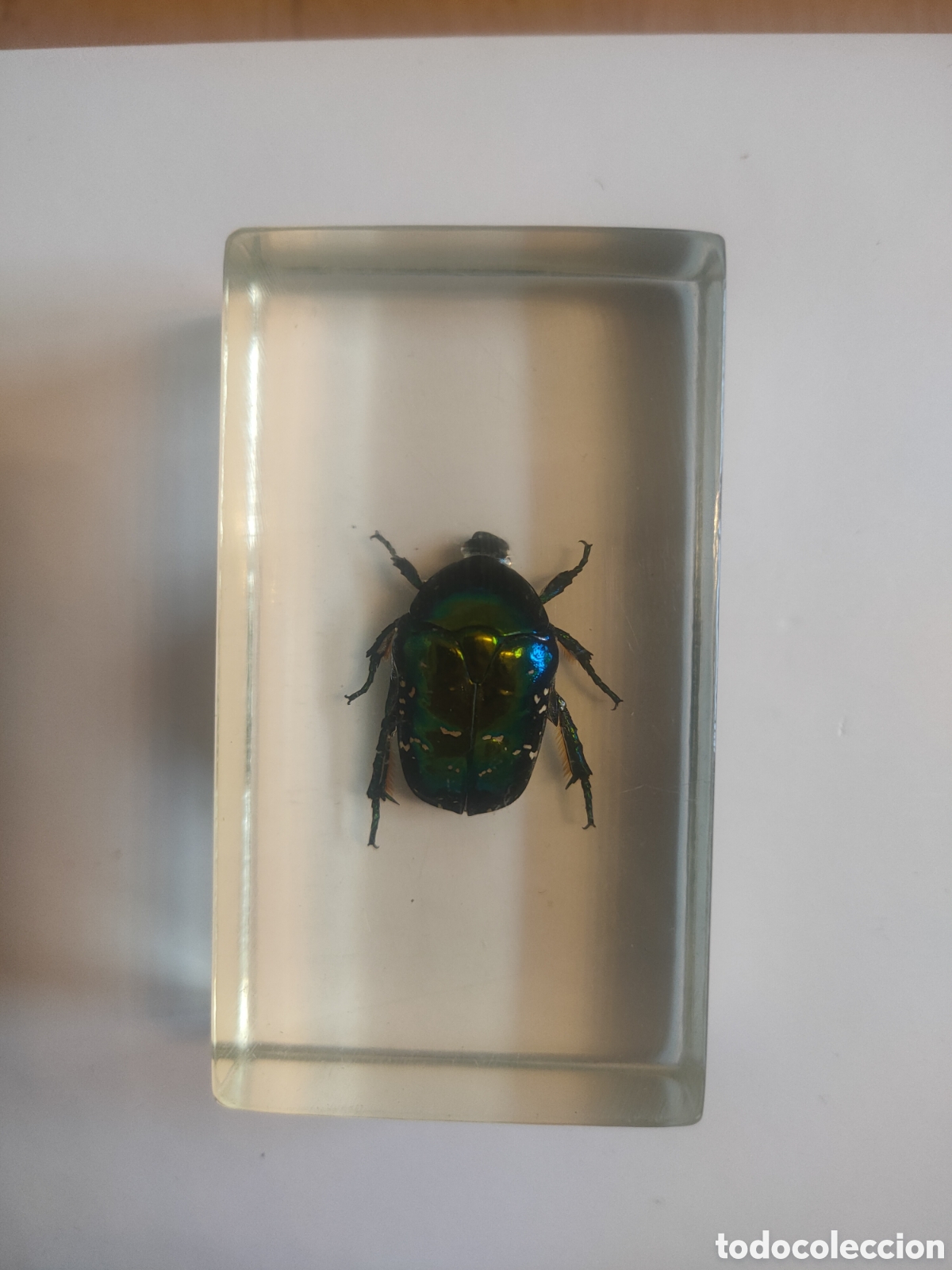 Coleccionismo: Escarabajo joya verde metacrilato +fasc&iacute;culo