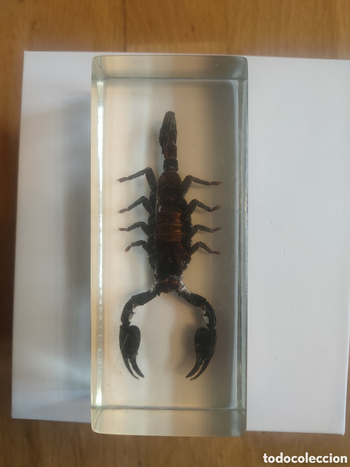 Coleccionismo: Escorpi&oacute;n gigante metacrilato +fasc&iacute;culo