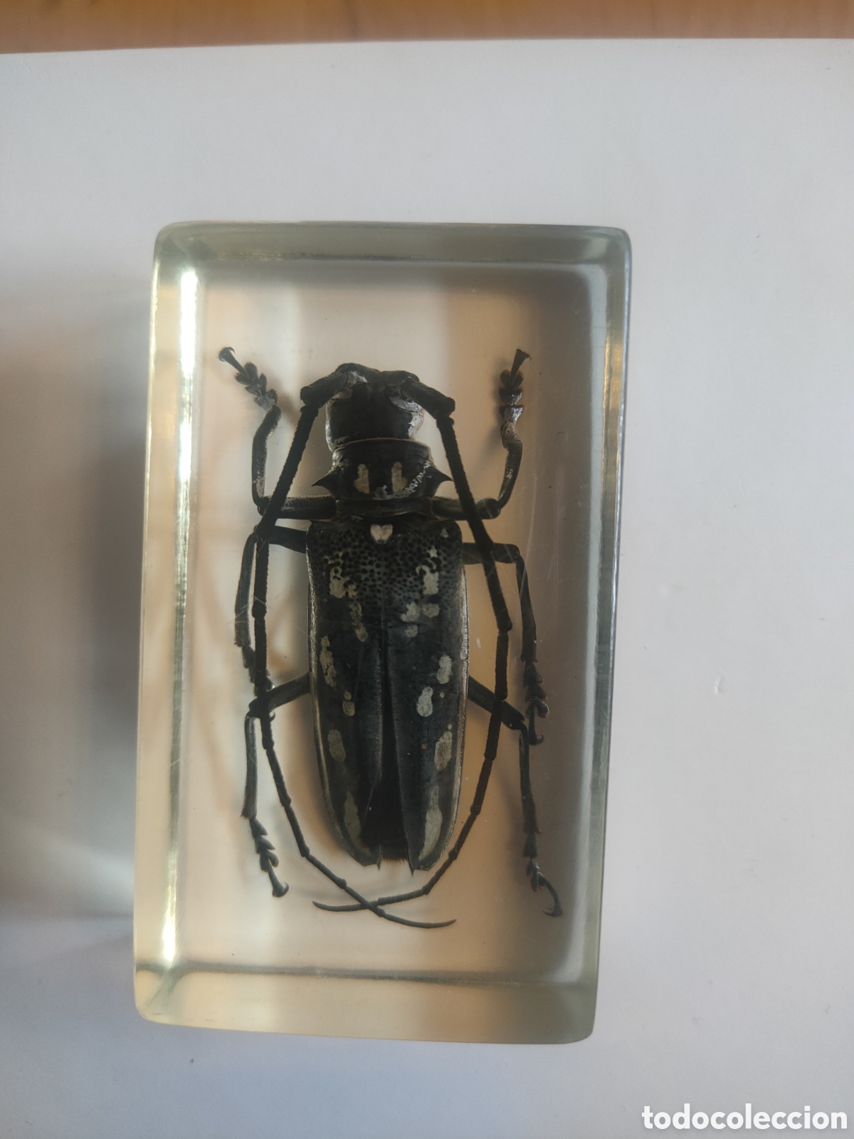 Coleccionismo: Longiforme de Indochina metacrilato +fasc&iacute;culo