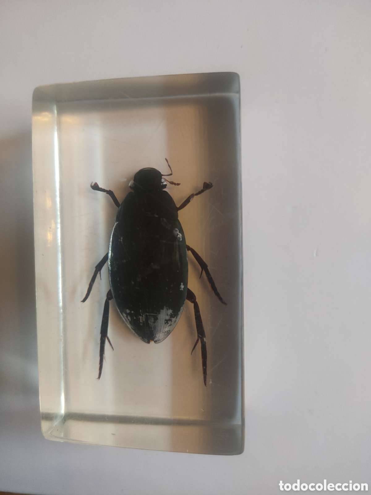 Coleccionismo: Escarabajo de ca&ntilde;a metacrilato +fasc&iacute;culo