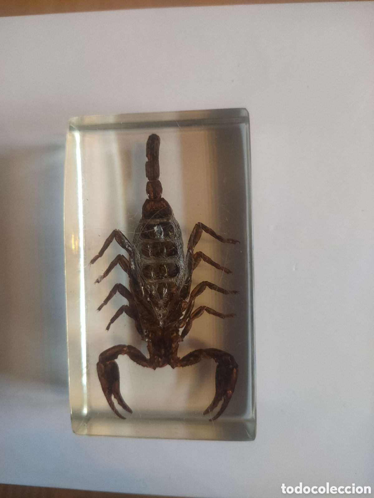 Coleccionismo: Escorpi&oacute;n gigante metacrilato +fasc&iacute;culo