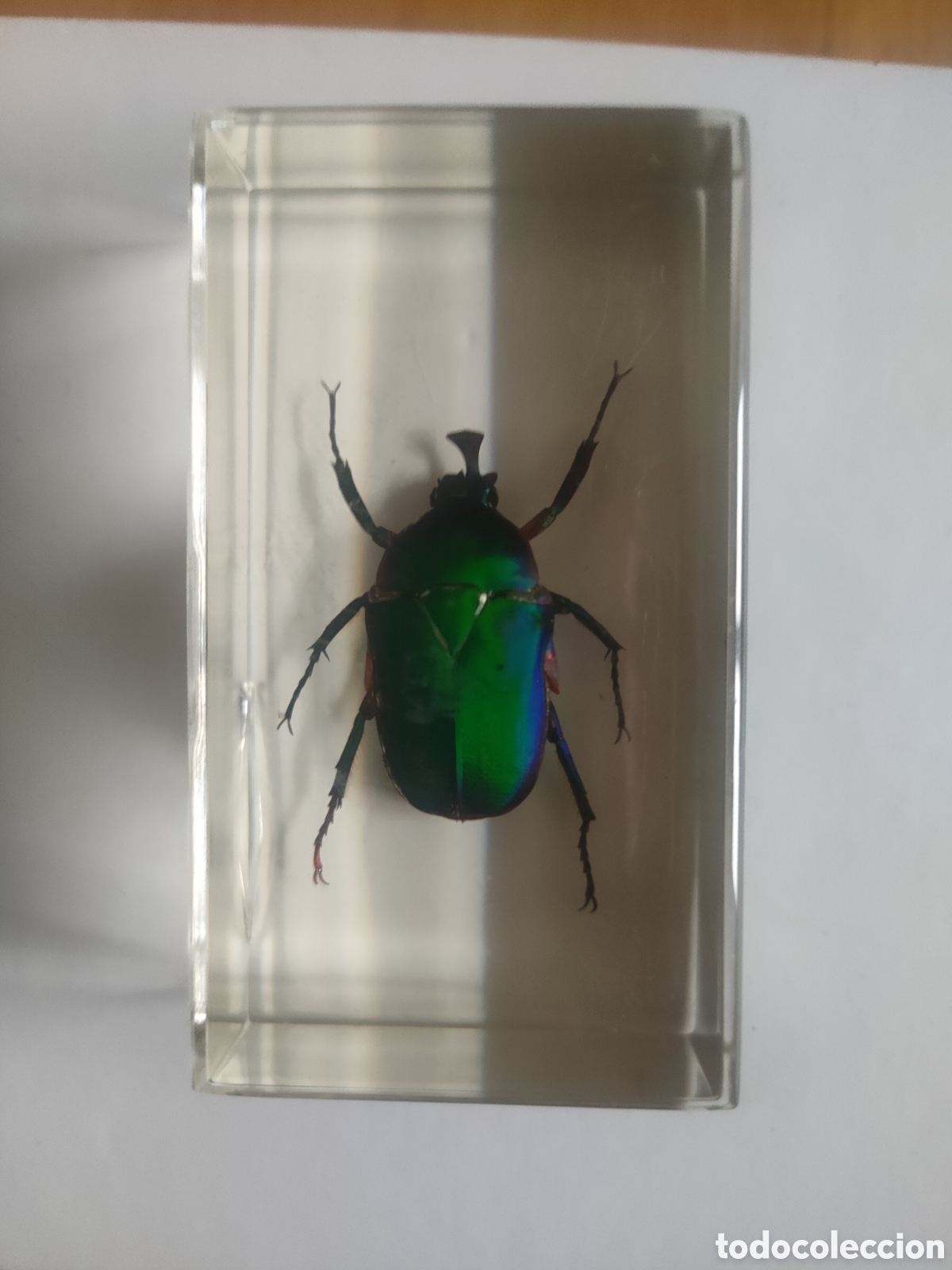 Coleccionismo: Escarabajo esmeralda metacrilato +fasc&iacute;culo