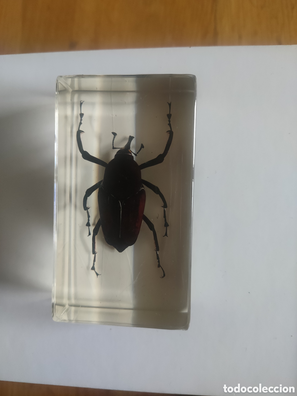 Coleccionismo: Picudo de patas largas metacrilato +fasc&iacute;culo