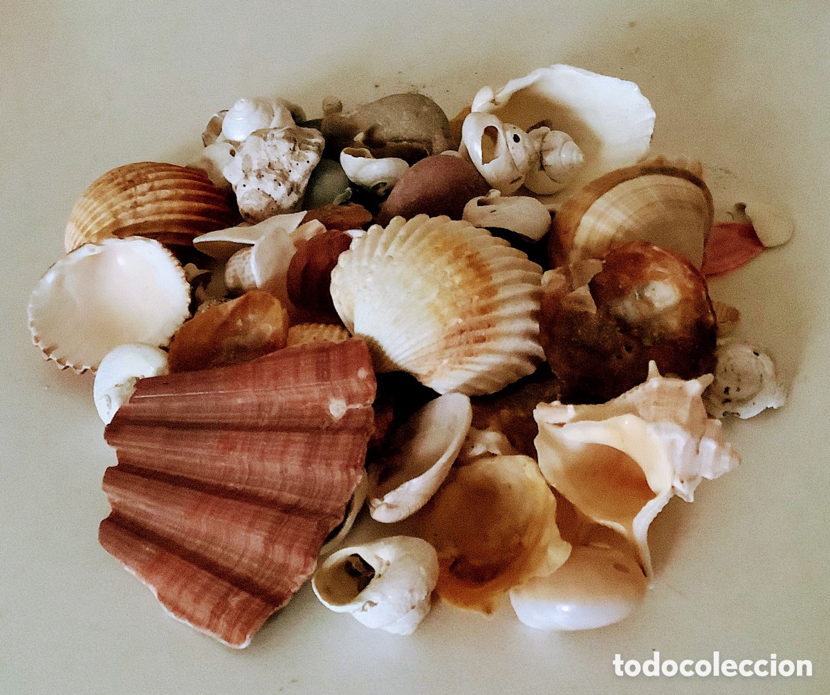 Coleccionismo: Colecci&oacute;n de caracolas y conchas marinas. - Foto 1
