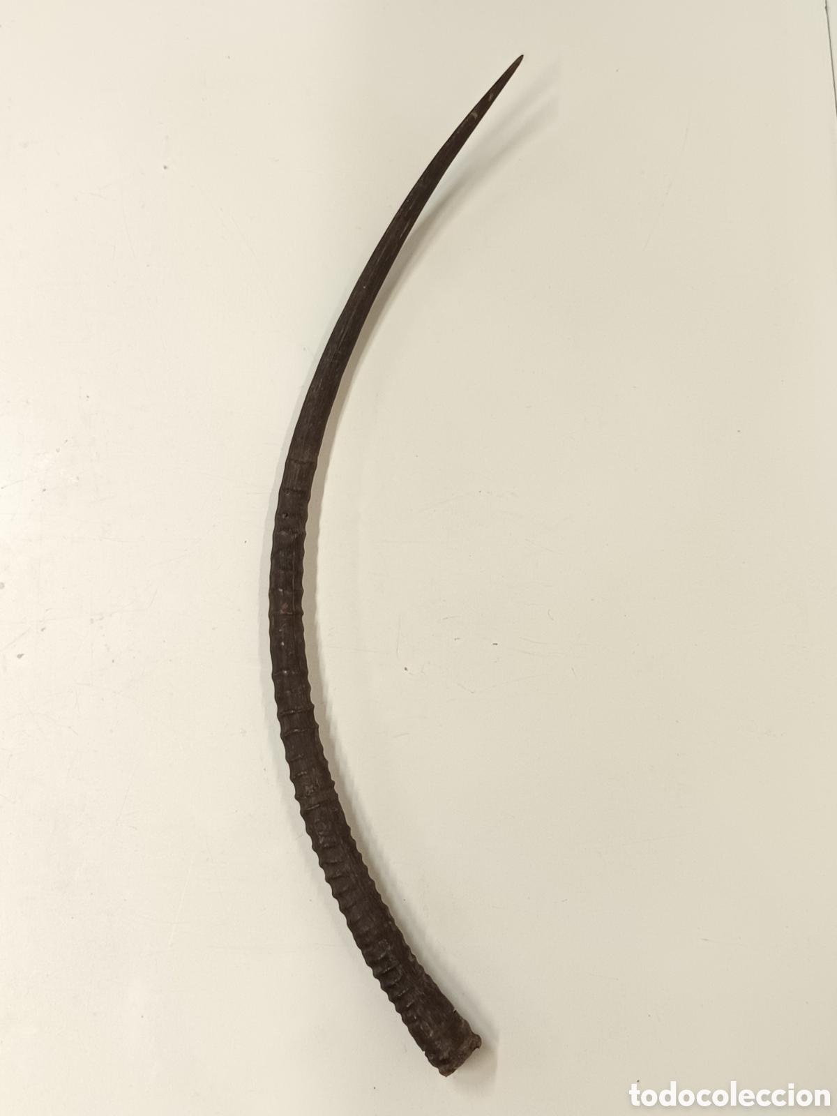 Coleccionismo: Cuerno antiguo ant&iacute;lope Oryx - Foto 1