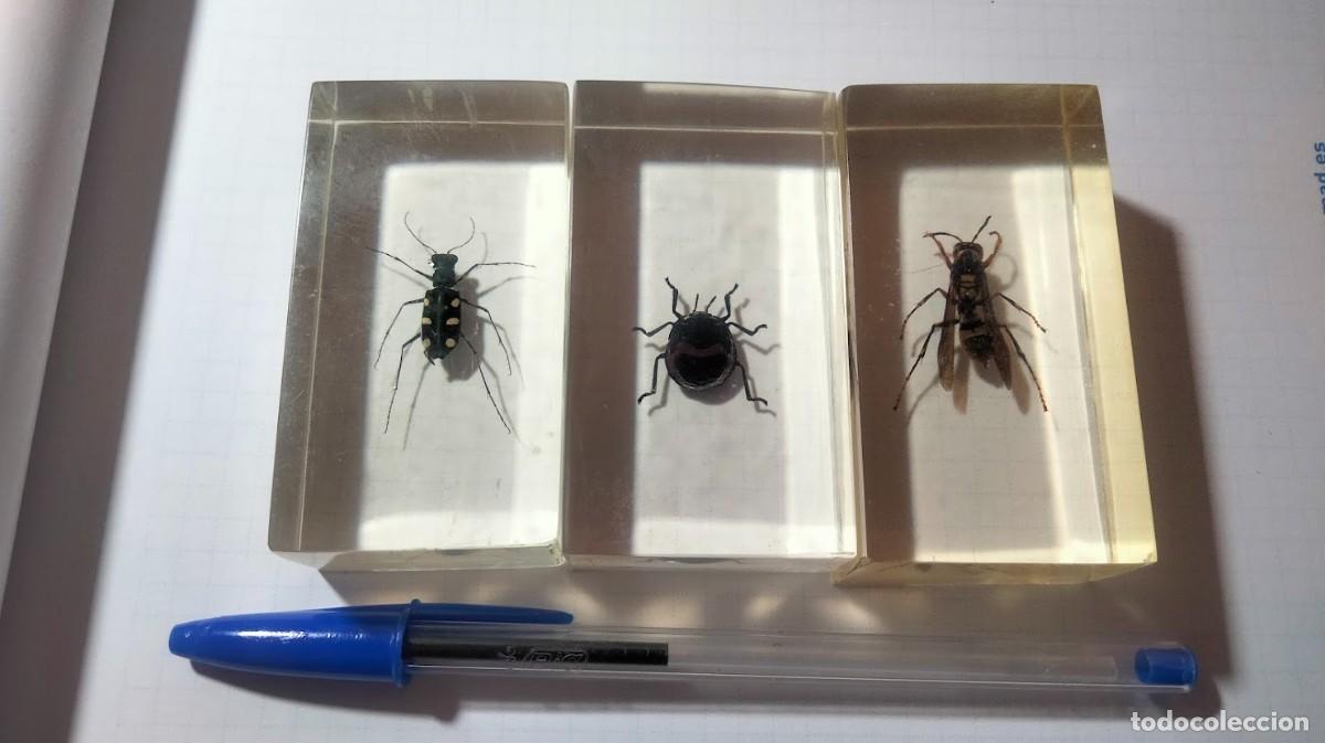 Coleccionismo: Tres insectos en metacrilato - Foto 1