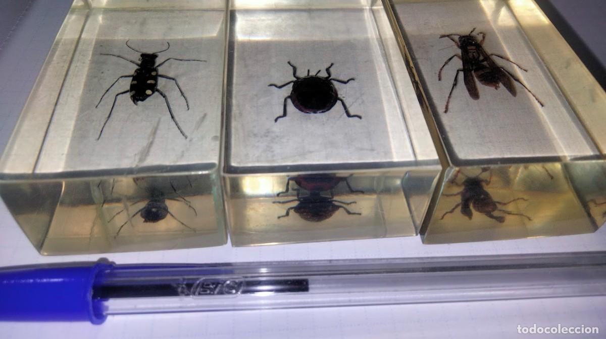 Coleccionismo: Tres insectos en metacrilato - Foto 2