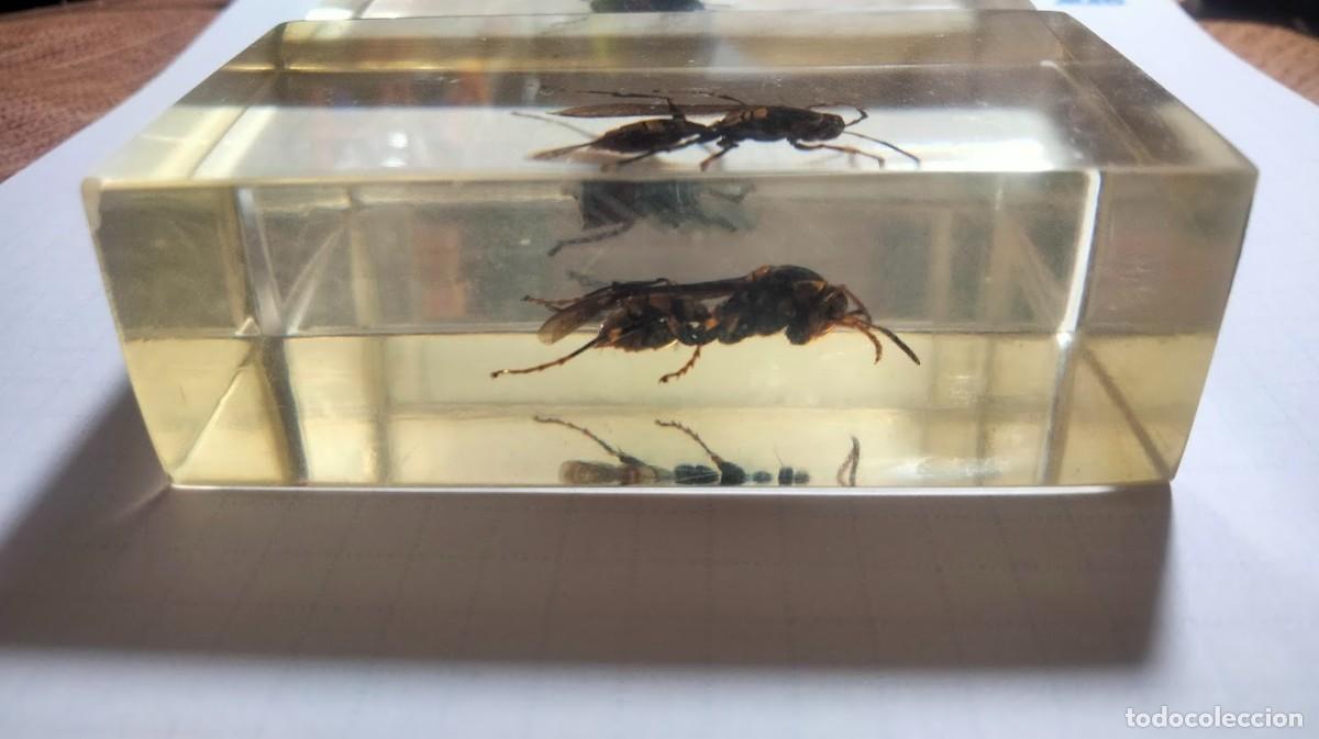 Coleccionismo: Tres insectos en metacrilato - Foto 4