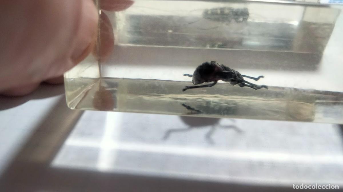 Coleccionismo: Tres insectos en metacrilato - Foto 5