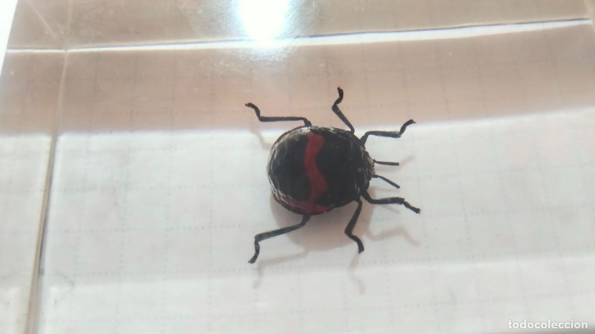 Coleccionismo: Tres insectos en metacrilato - Foto 6