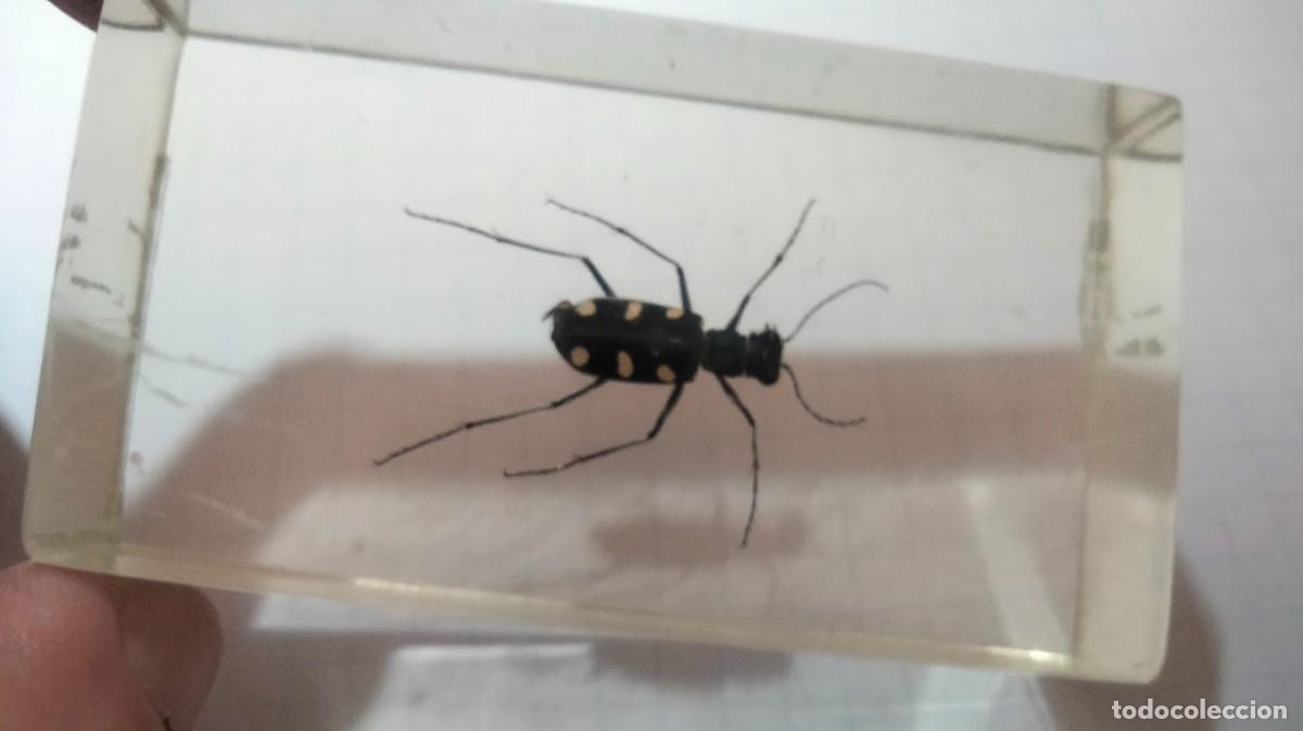 Coleccionismo: Tres insectos en metacrilato - Foto 7
