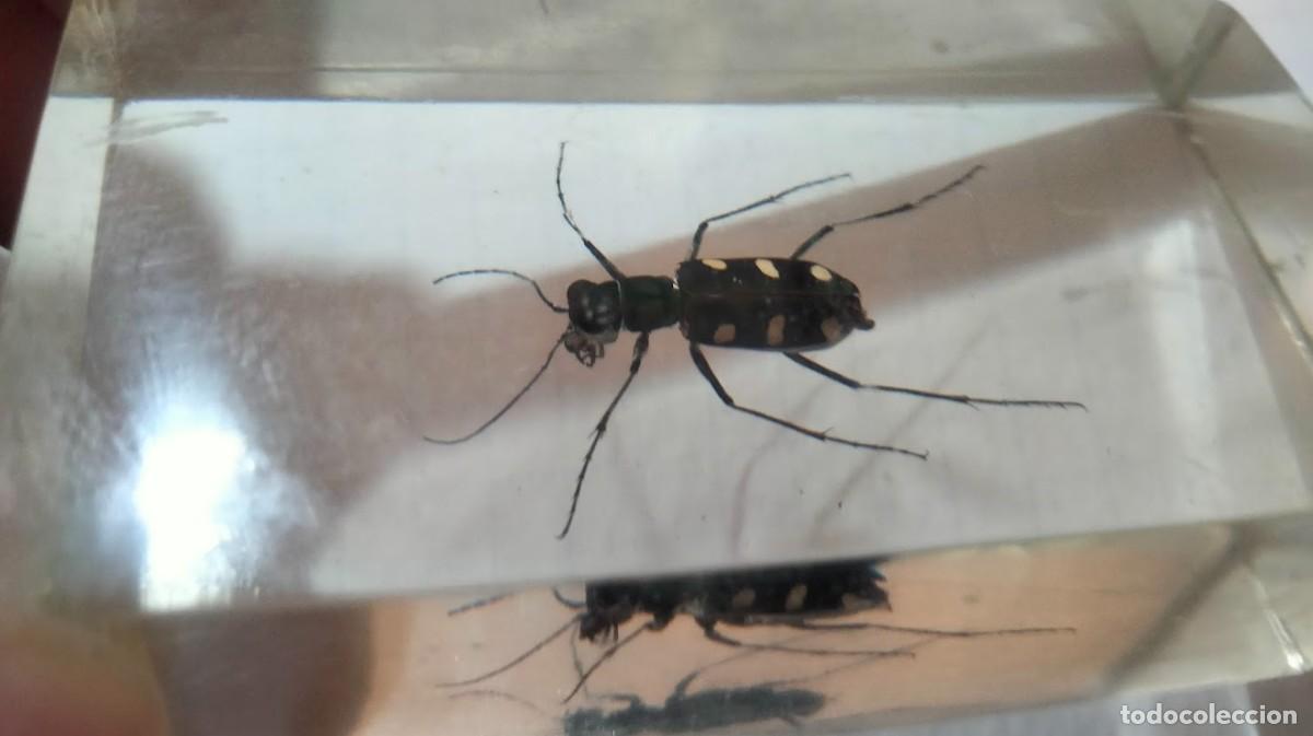 Coleccionismo: Tres insectos en metacrilato - Foto 8