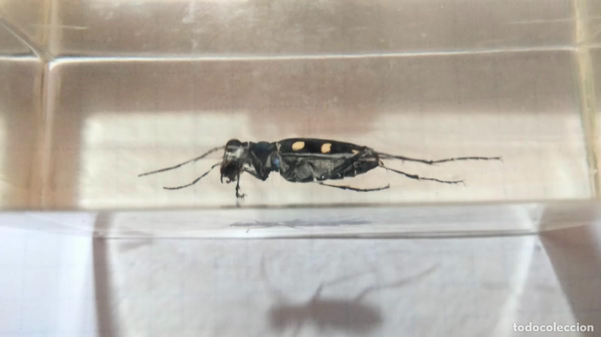 Coleccionismo: Tres insectos en metacrilato - Foto 9