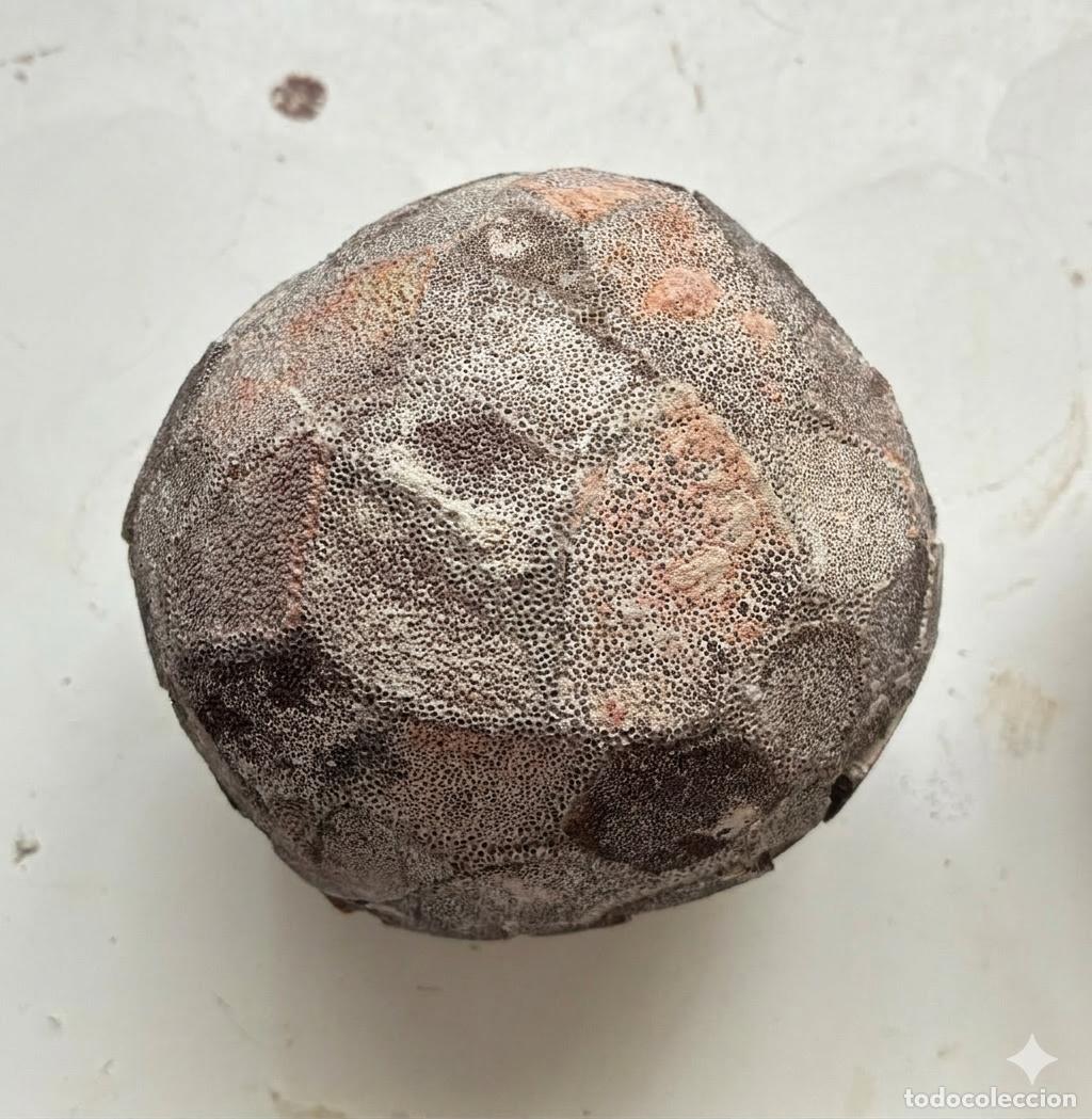 Collecting: Huevo F&oacute;sil Saur&oacute;podo titanosaurio cuello largo SOLO HOY