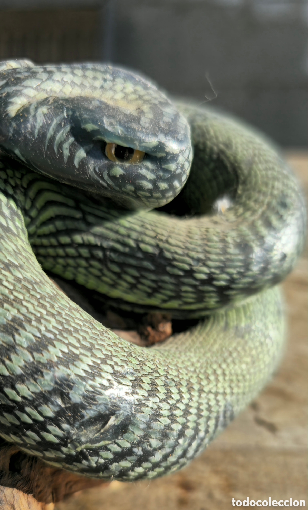 Coleccionismo: Serpiente cera Hiperrealista