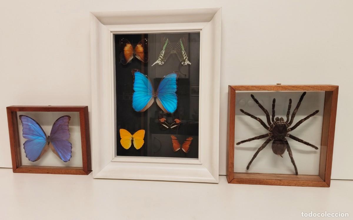 Coleccionismo: Lote formado por una tar&aacute;ntula gigante y una colecci&oacute;n de mariposas. Con sus marcos
